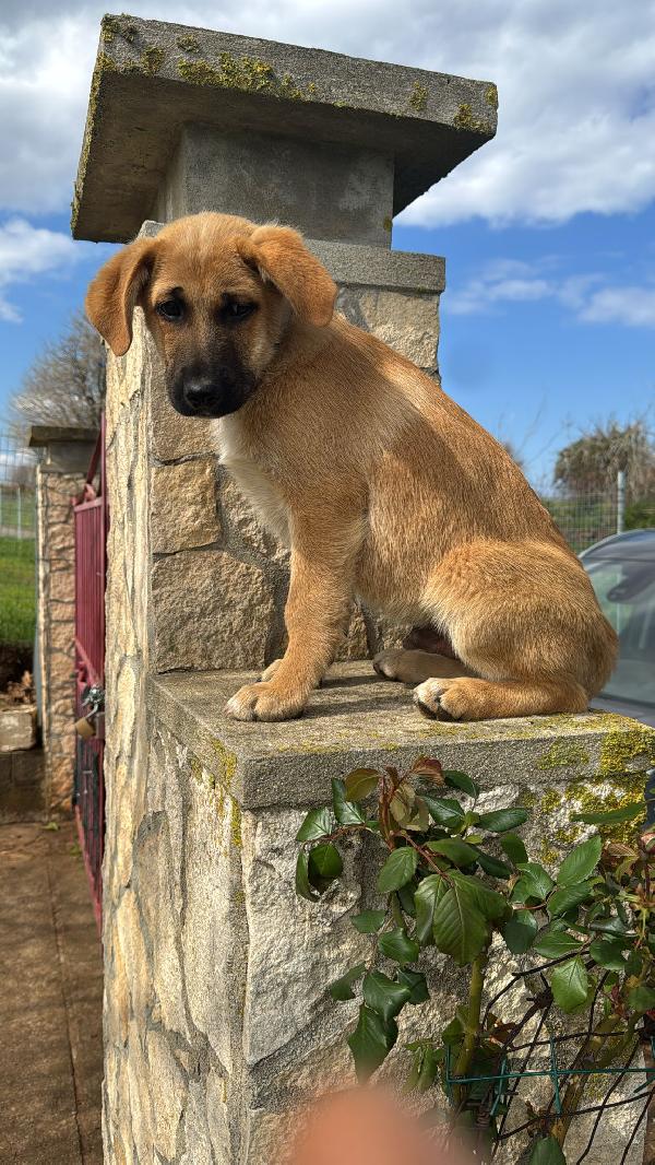 Neto splendido dolce cucciolotto cerca famiglia  Foto 4